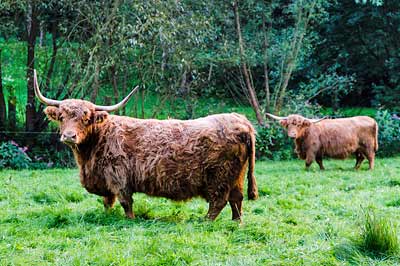hotel restaurant rodetal hochlandrinder highland cattle weide